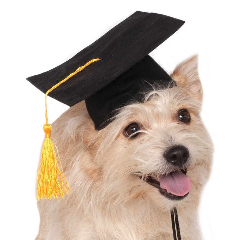 Graduation Hat Pet Costume