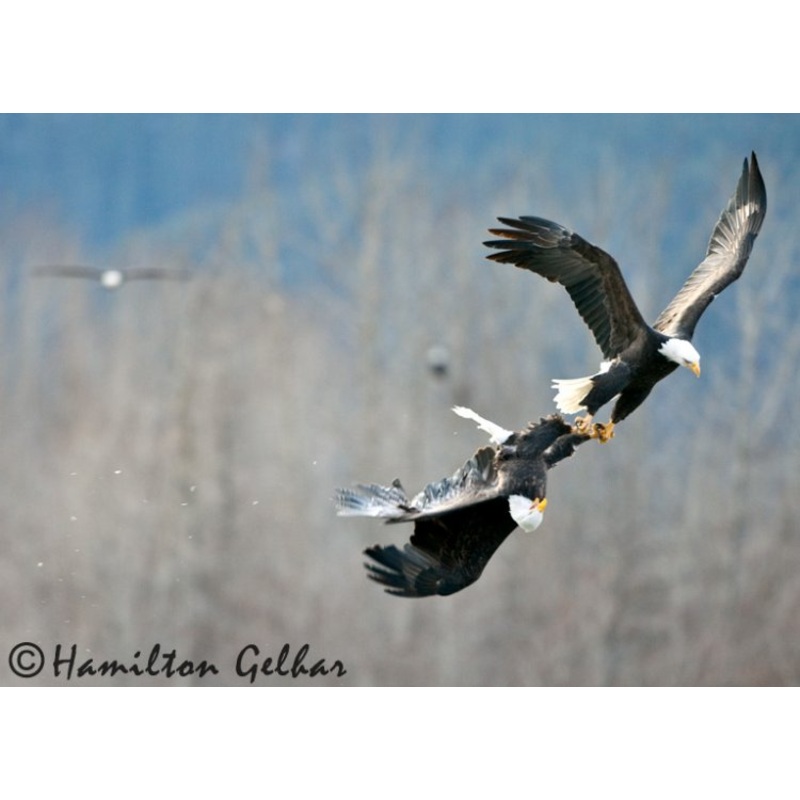 Talon Strike Metal Print