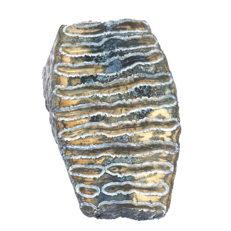 Woolly Mammoth Tooth