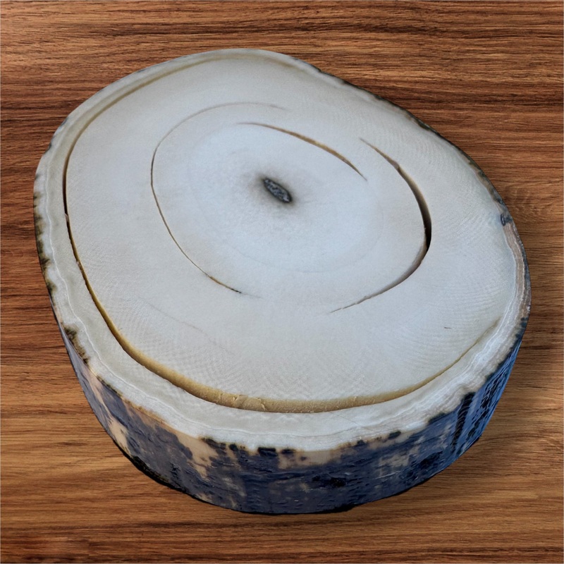 Mammoth Ivory Slice