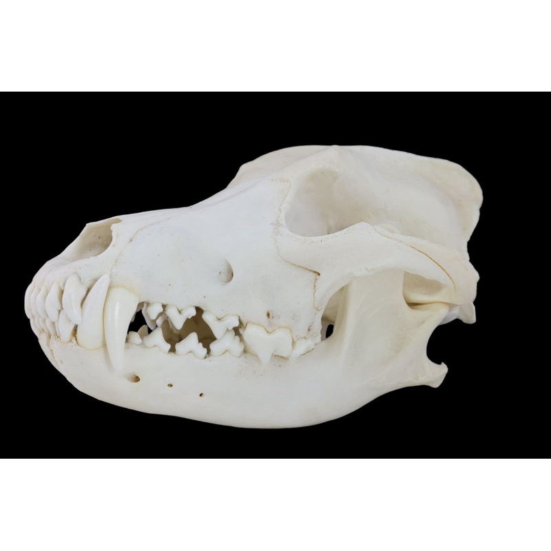 Wolf Skull
