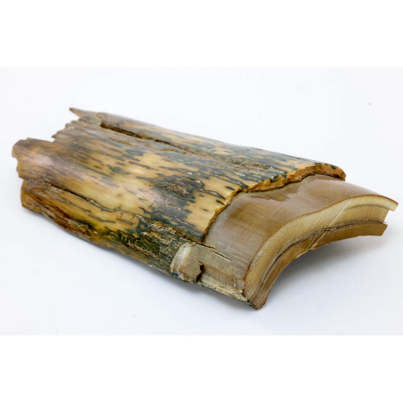 Woolly Mammoth Ivory
