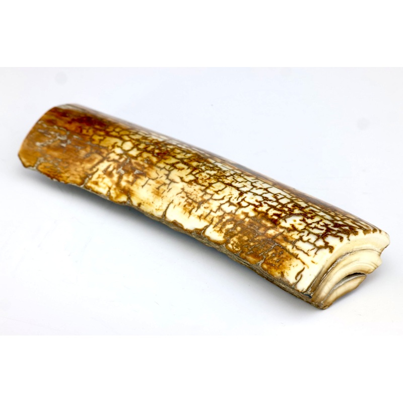 Mammoth Ivory Tusk