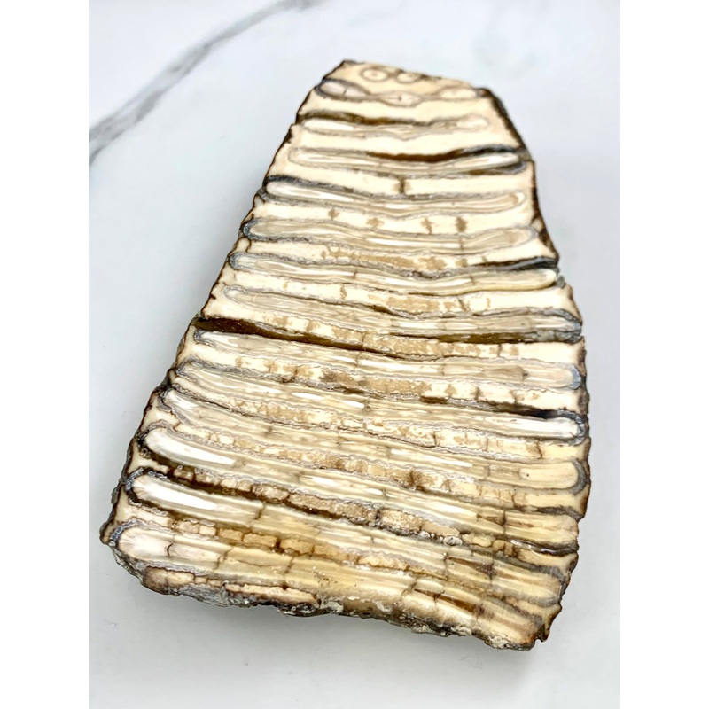 Woolly Mammoth Tooth