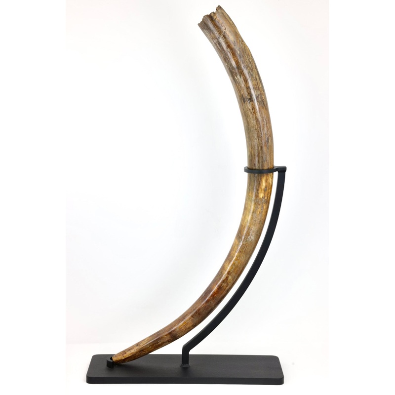 Mammoth Ivory Tusk