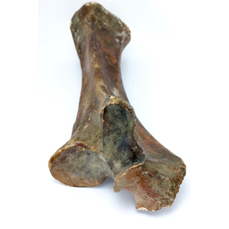Woolly Mammoth Bone