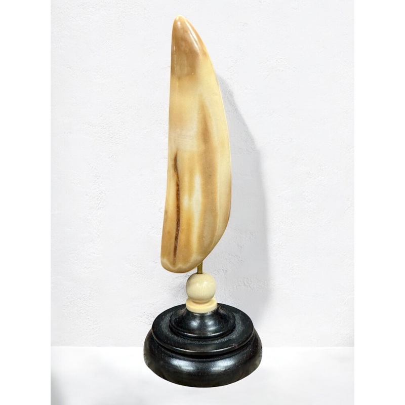 Ivory Tusk w/ Stand