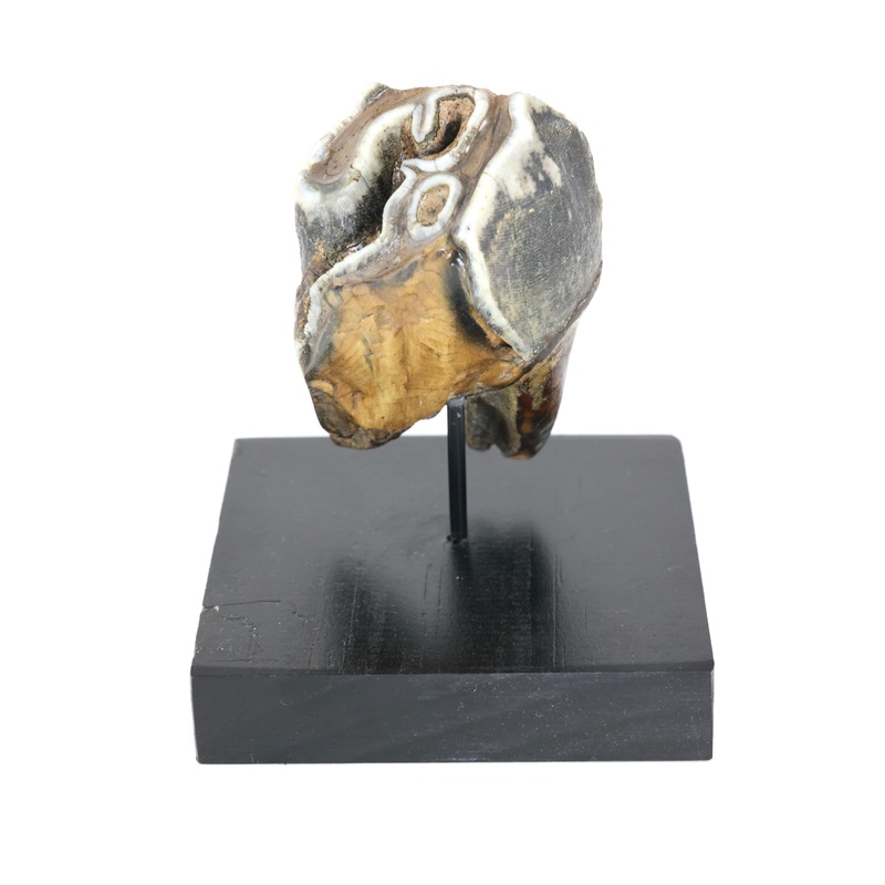 Woolly Rhino Tooth